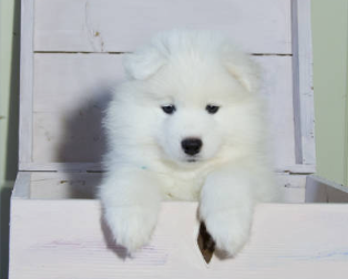 caja de madera y un perro blanco dentro