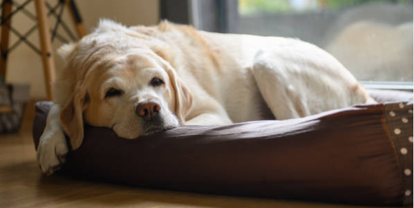 perrito descansando