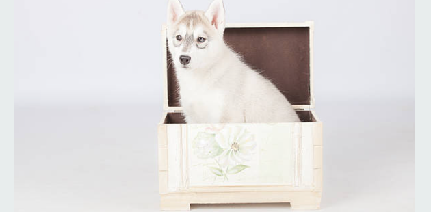 caja de perros